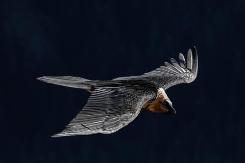 Bearded Vulture Bearded Vulture