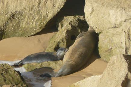 Eine Mönchsrobbe mit einem Jungtier liegt zwischen den Felsen im Sand.