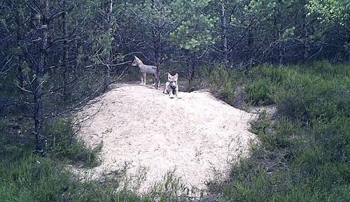 Zwei junge Wölfe im Wald