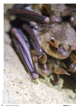 Magazine report (2/20): Nature conservation underground - Visiting greater mouse-eared bats and others 