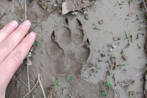 Size comparison wolf track human hand