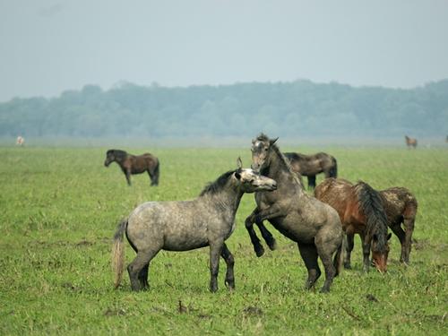 Posavina-Pferde auf einer Wiese
