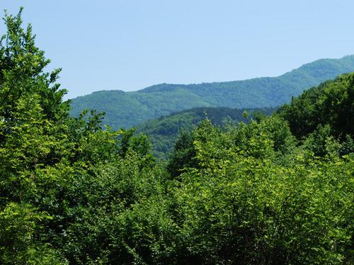 Waldlandschaft im Belasitsa-Gebirge