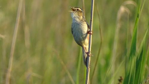 Aquatic Warbler in the reed