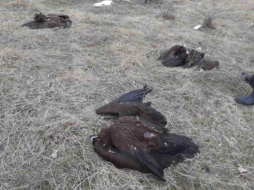 tote Mönchsgeier auf einem Feld