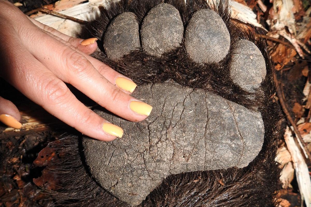 paw of the brown bear Miglac