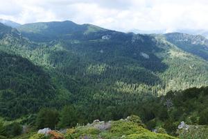 Aerial view of the forest in Zeletin