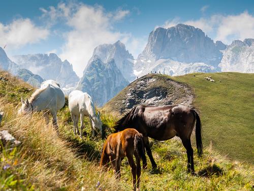 Pferde auf einer Bergweide im Prokletije Nationalpark