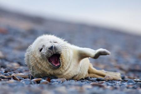 Heuler © Petr Cunderlik Heuler am Kiesstrand