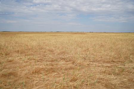 dried-up Aquatic warbler habitat