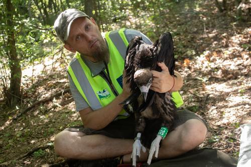 An ornithologist rings Black Vulture in Bulgaria