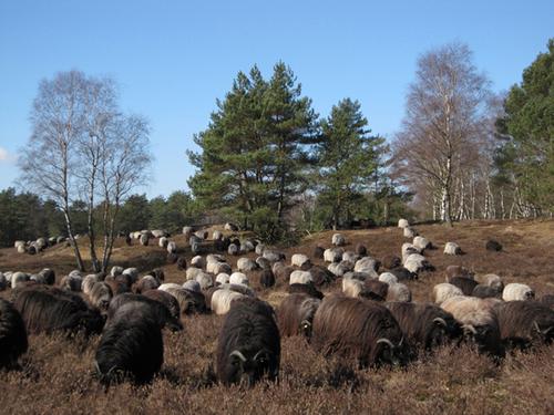 Heidschnucken grasen in einer Heidelandschaft mit Birken und Kiefern