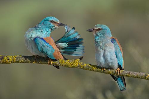 European Roller during preening Two European Rollers