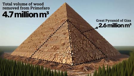 The Great Pyramid of Giza seems small compared to the amount of wood taken from Romanian old-growth forests.