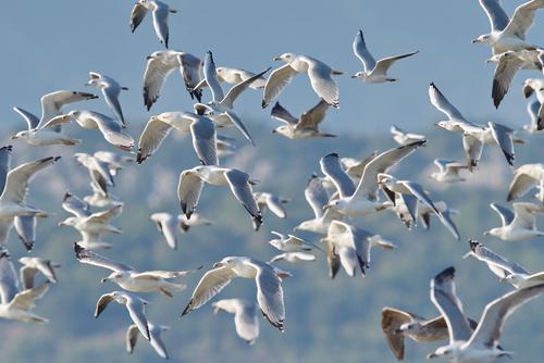 Flock of gulls Ulcinj Salina