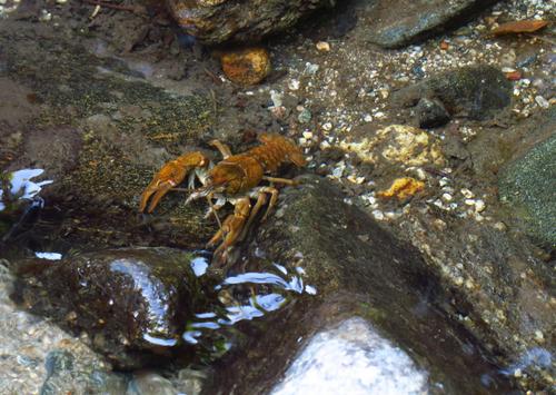 Stone Crayfish on a riverbank