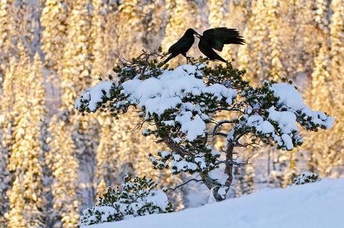 Courting ravens in a snow-covered landscape