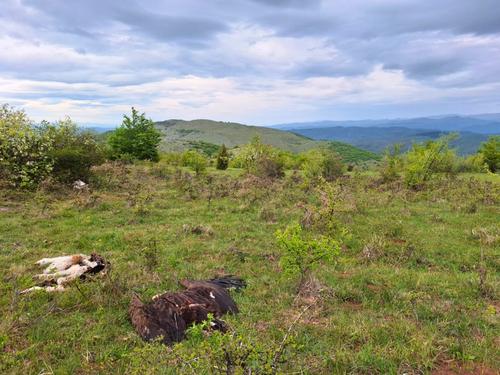 Poisoned Cinerous vulture next to a baited decoy in Serbia