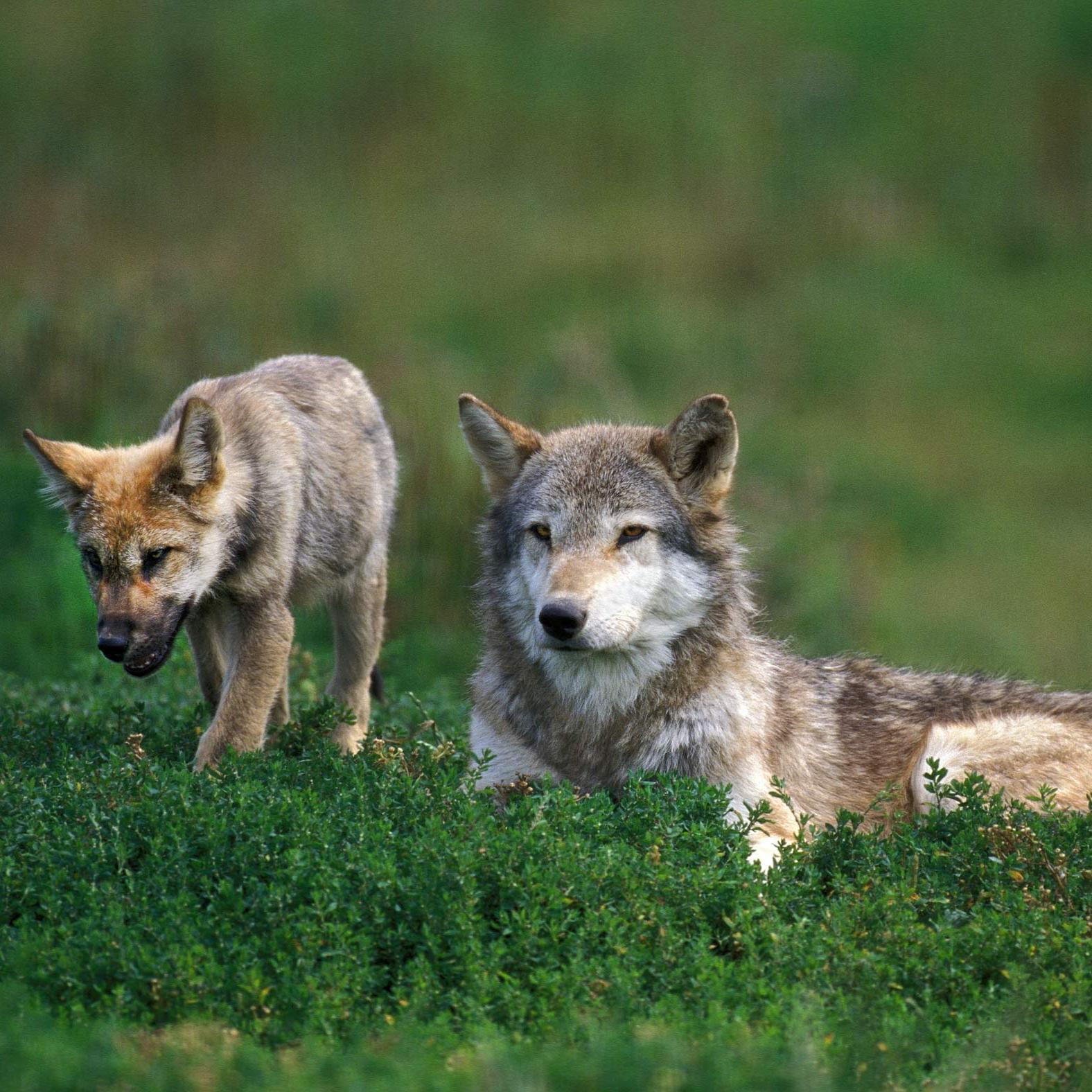 A mother wolf is lying in the grass with her cub standing next to her.