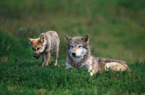 A mother wolf is lying in the grass with her cub standing next to her.