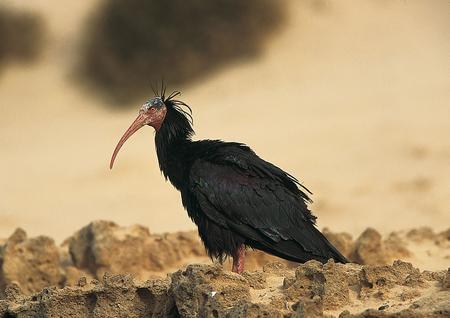 Bald Ibis in Morocco
