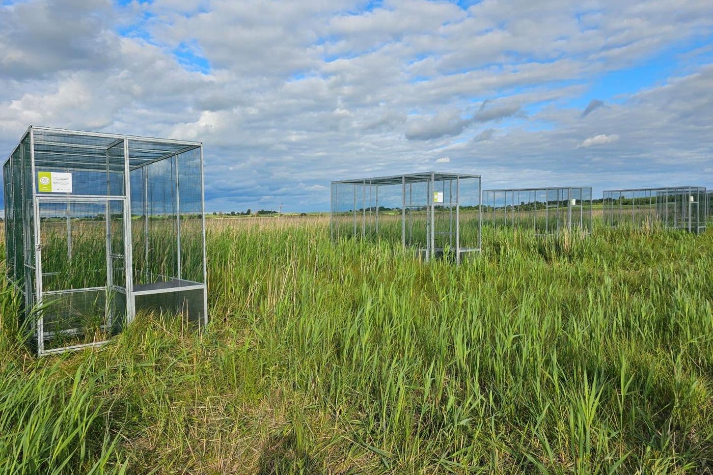 Aviaries for Aquatic warblers in swamp landscape