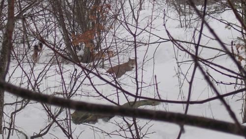 Ein Luchs schaut aus dem verschneiten Unterholz