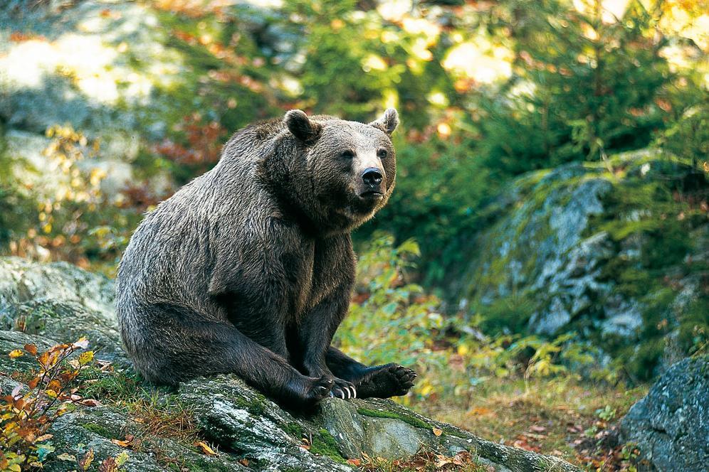 Brown Bear sitting on a stone