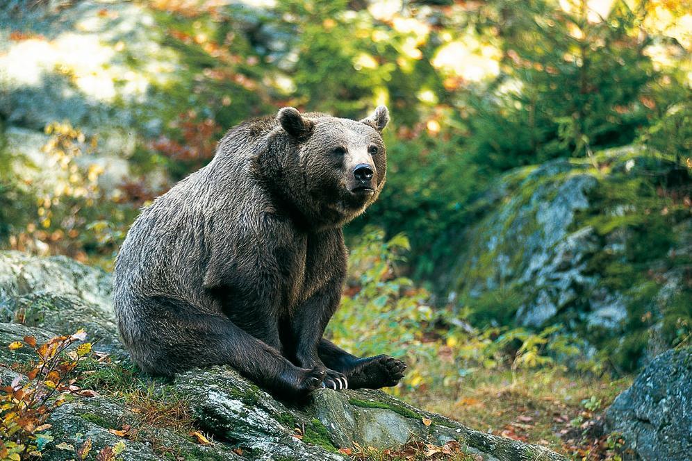 Braunbär (Ursus arctos) in Europa: Steckbrief - EuroNatur