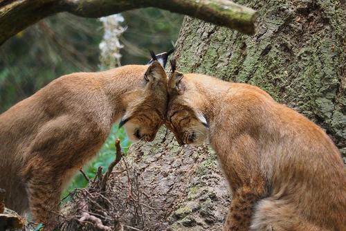 Luchspärchen zwei Luchse schmusen