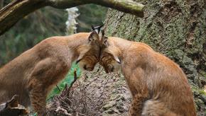 Zwei Luchse reiben ihre Köpfe aneinander