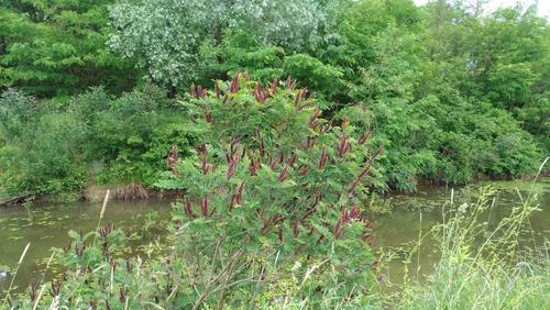 Amorpha fruticosa wächst besonders auf feuchten Böden, etwa entlang von Flussufern und Bächen, an Teichen sowie in Feuchtwäldern.