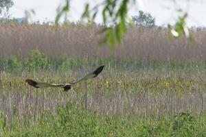 Rohrweihe im Flug