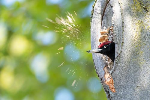black woodpecker in tree hole black woodpecker builds its nest