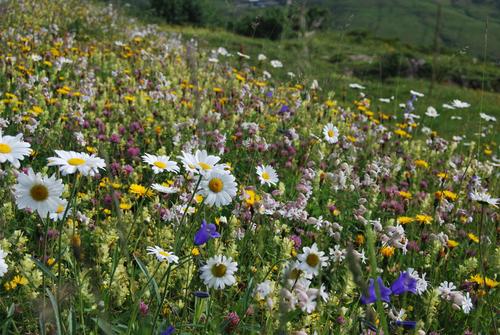 Blühende Blumenwiese