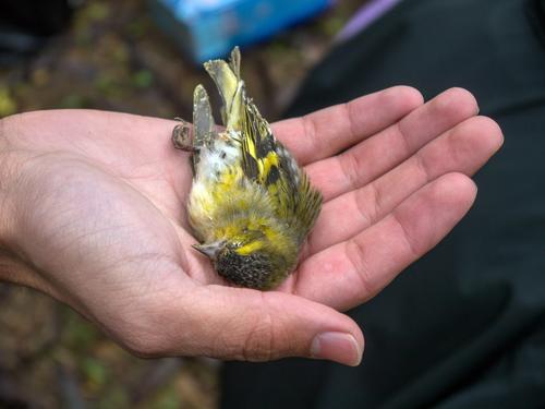 Dead Eurasian siskin