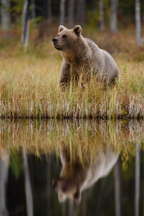 Bär am Wasser