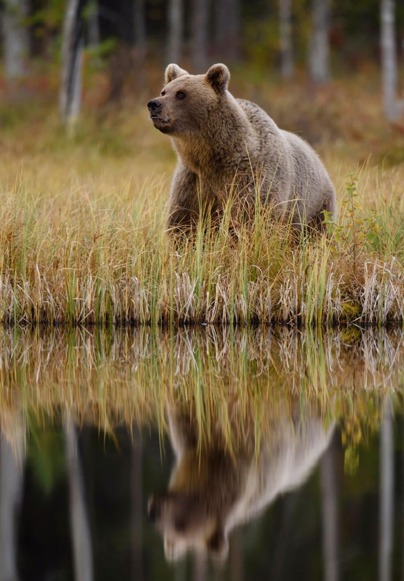 Brown bear near the water with reflections