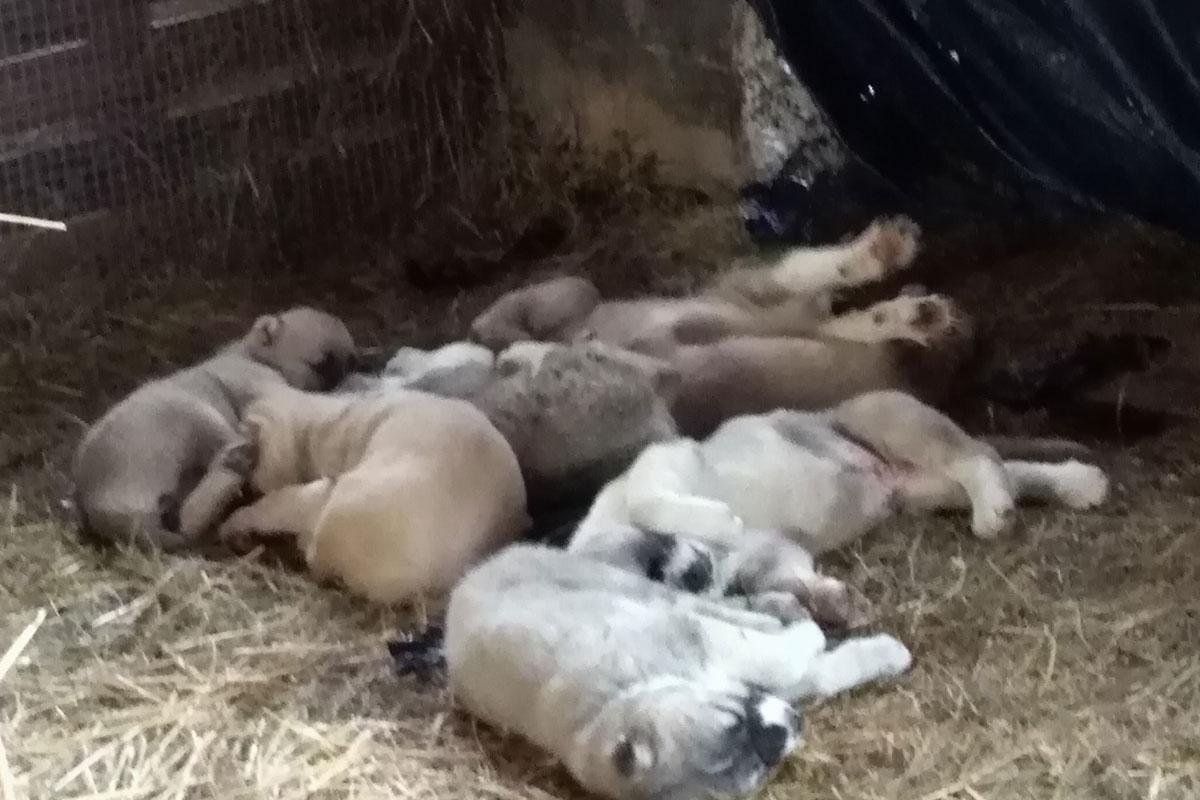 Puppies in the barn