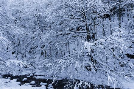 verschneiter Wald am Fluss