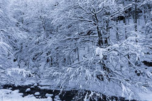 Snowy forest by the river