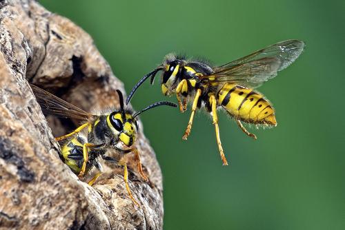 Two German wasps in front of their tree hollow