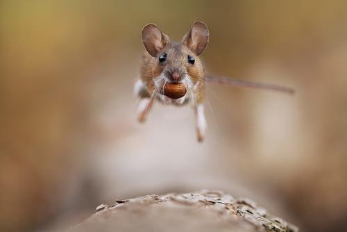 wood mouse with food in the jump