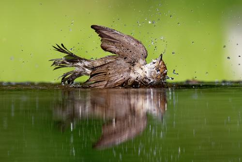 Blackcap bathing Female Blackcap