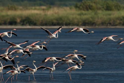 Flamingos in the Ulcinj saline