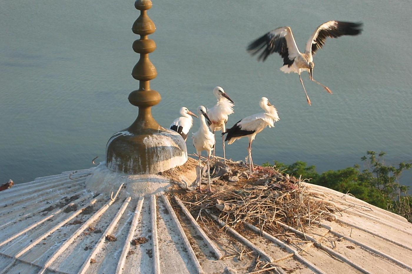 Young storks in the eyrie on a mosque