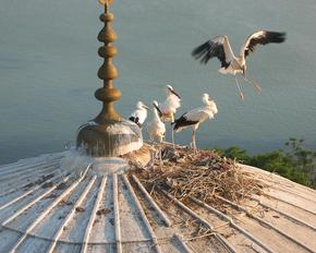 Several storks stand next to a stork's nest on the roof of a mosque.