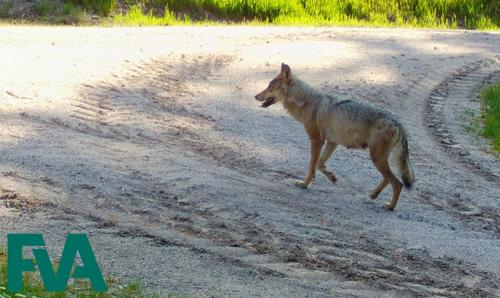 Weiblicher Wolf auf Sandweg