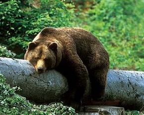 Ein Braunbär liegt auf einem umgestürzten Baumstamm.