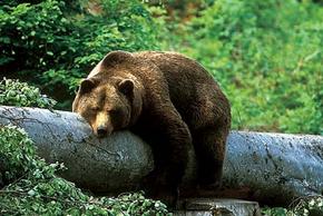 A brown bear lies on a fallen tree trunk.